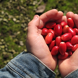 神秘果是甚麼?讓我們來揭開神秘果的面紗!